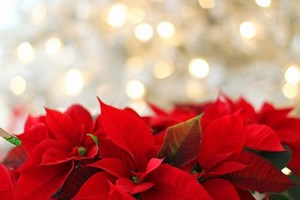 Red_Poinsettia_Christmas_Flower_and_Christmas_Lights