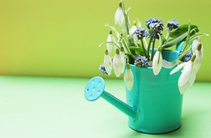 White_Galanthus_Winter_Flowers_in_a_Blue_Watering_Pot