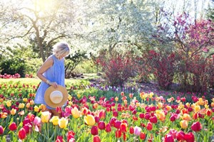 Woman_Walking_Through_Garden_of_Red_and_Yellow_Tulip_Flowers