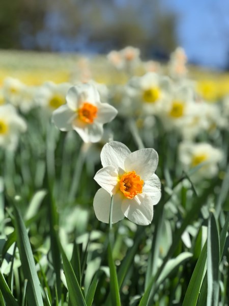 Daffodil_Flowers_in_a_Field_During_Spring_(1)